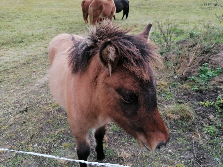 Pony Islandese Giumenta 3 Anni 138 cm Falbo in Reith bei Seefeld