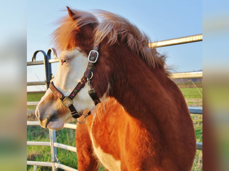 Pony Islandese Giumenta 3 Anni 138 cm Sauro in Saarland