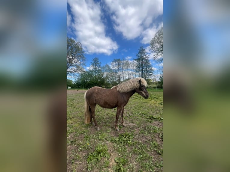Pony Islandese Giumenta 3 Anni 139 cm in Blunk