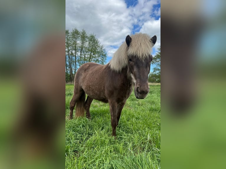 Pony Islandese Giumenta 3 Anni 139 cm in Blunk
