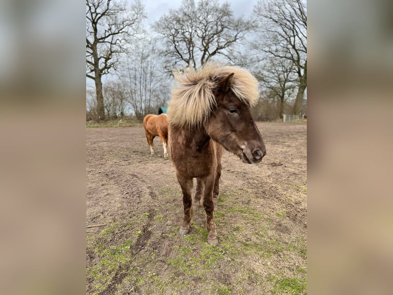 Pony Islandese Giumenta 3 Anni 139 cm in Blunk