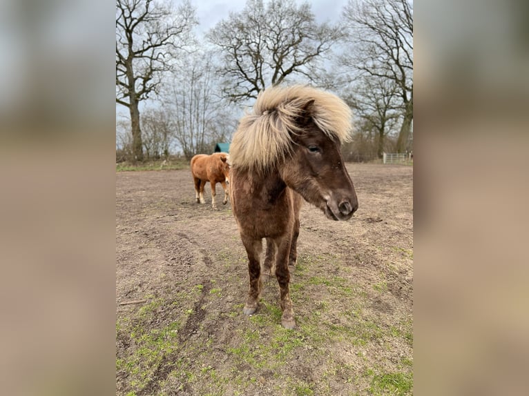 Pony Islandese Giumenta 3 Anni 139 cm in Blunk
