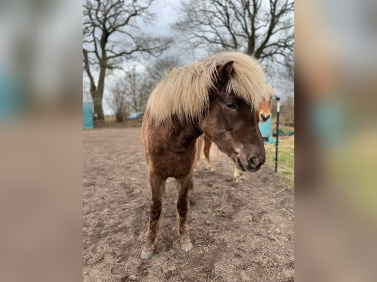 Pony Islandese Giumenta 3 Anni 139 cm in Blunk