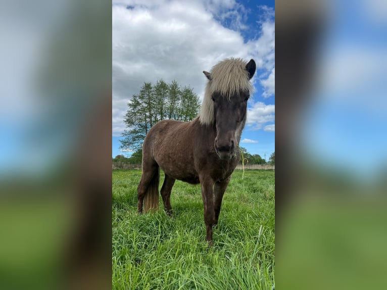 Pony Islandese Giumenta 3 Anni 139 cm in Blunk