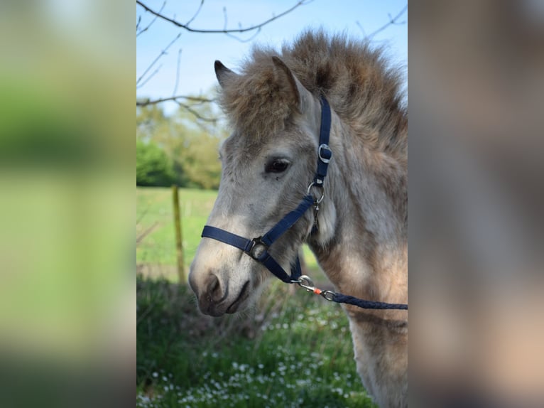 Pony Islandese Giumenta 3 Anni 139 cm in Blunk