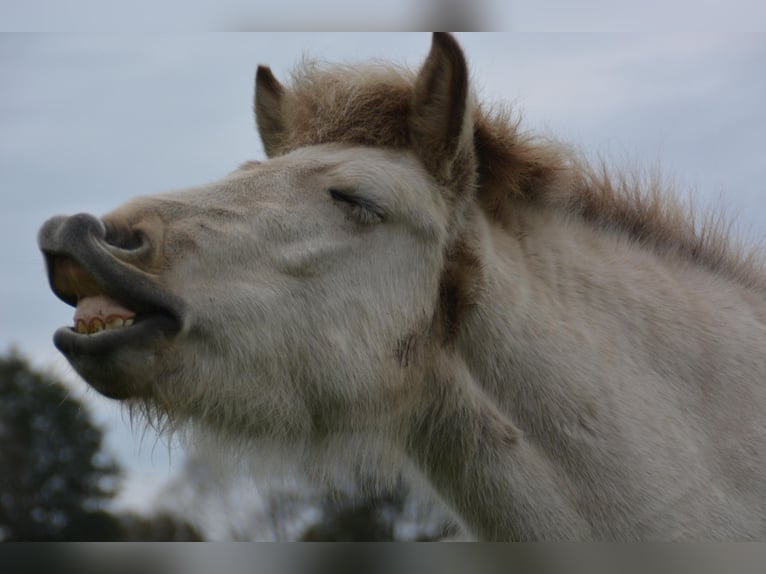 Pony Islandese Giumenta 3 Anni 139 cm in Blunk