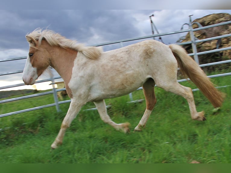 Pony Islandese Giumenta 3 Anni 139 cm Pezzato in Saarland