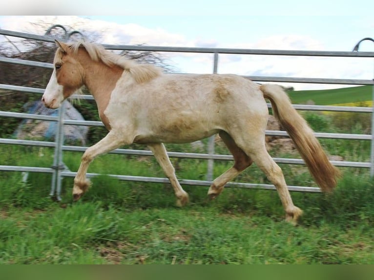 Pony Islandese Giumenta 3 Anni 139 cm Pezzato in Saarland