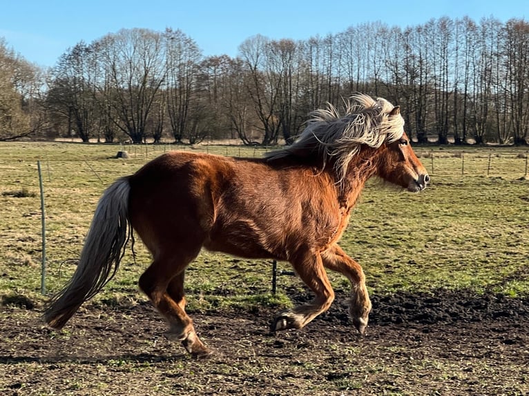 Pony Islandese Giumenta 3 Anni 139 cm Sauro in Blunk