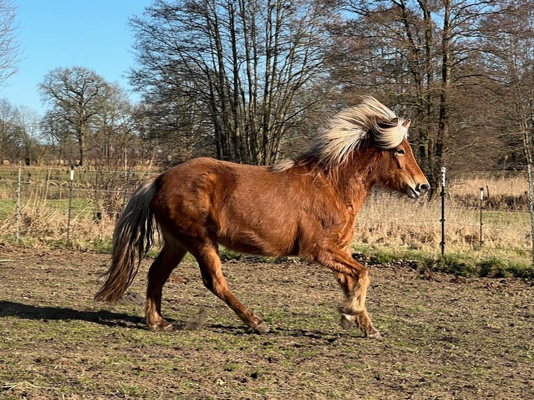 Pony Islandese Giumenta 3 Anni 139 cm Sauro in Blunk