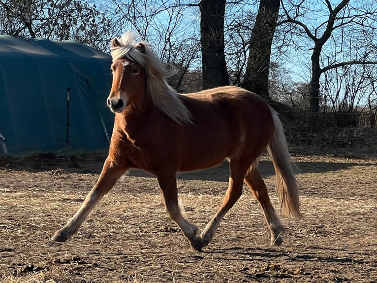 Pony Islandese Giumenta 3 Anni 139 cm Sauro in Blunk