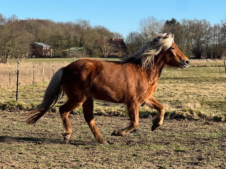 Pony Islandese Giumenta 3 Anni 139 cm Sauro in Blunk