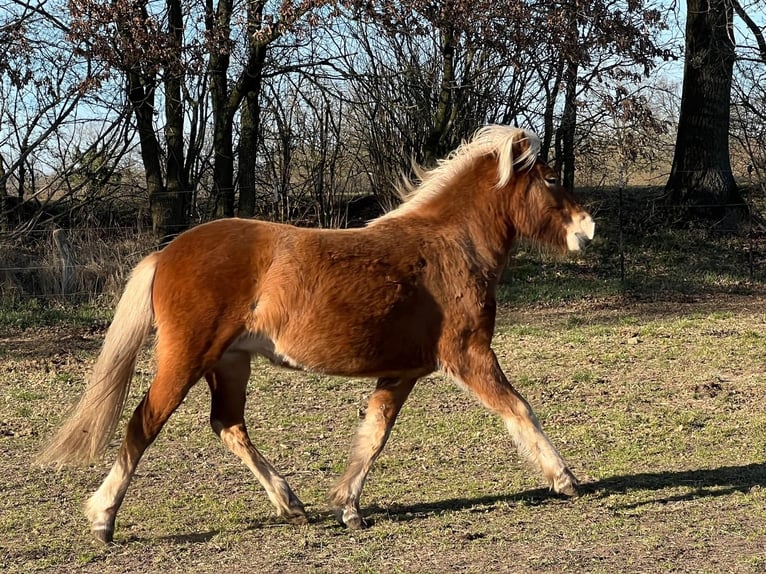 Pony Islandese Giumenta 3 Anni 139 cm Sauro in Blunk