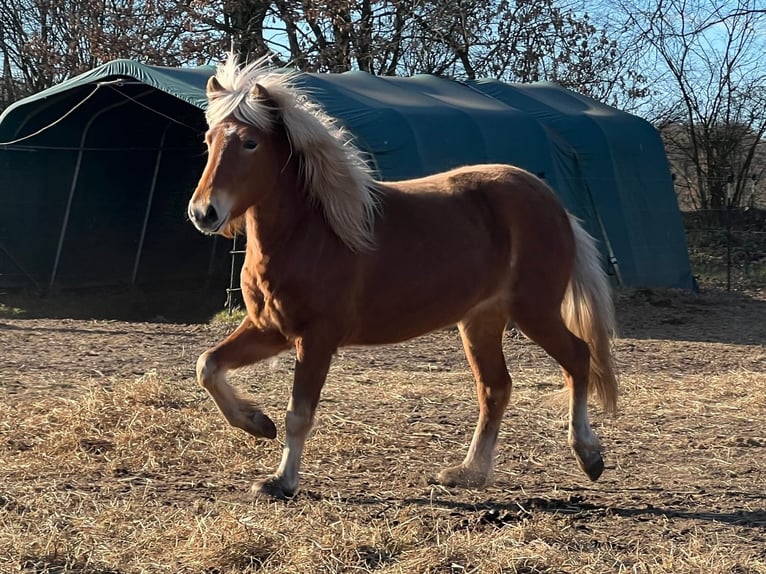 Pony Islandese Giumenta 3 Anni 139 cm Sauro in Blunk