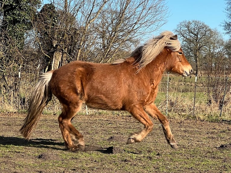 Pony Islandese Giumenta 3 Anni 139 cm Sauro in Blunk