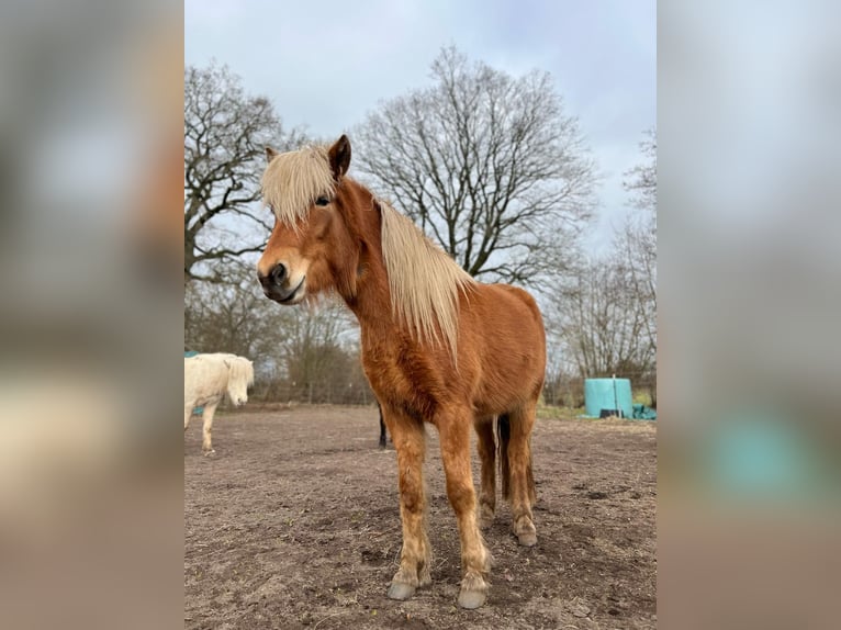 Pony Islandese Giumenta 3 Anni 139 cm Sauro in Blunk