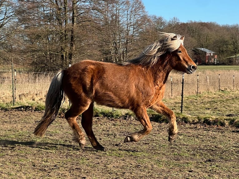 Pony Islandese Giumenta 3 Anni 139 cm Sauro in Blunk