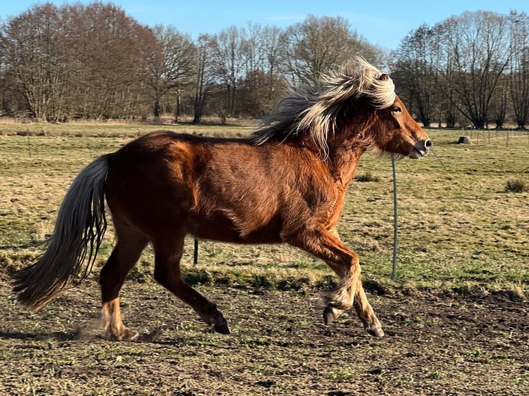 Pony Islandese Giumenta 3 Anni 139 cm Sauro in Blunk