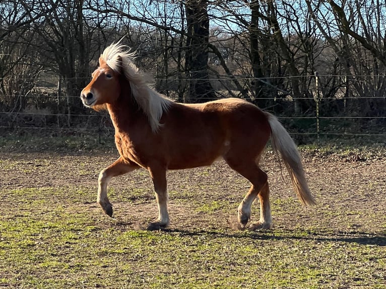 Pony Islandese Giumenta 3 Anni 139 cm Sauro in Blunk