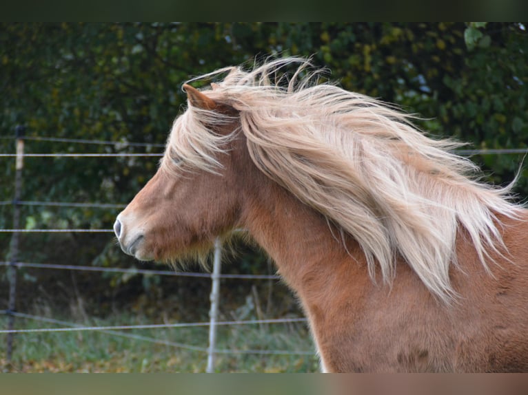 Pony Islandese Giumenta 3 Anni 139 cm Sauro in Blunk Pony Islandese Giumenta 3 Anni 139 cm Sauro in Blunk
