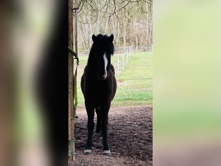 Pony Islandese Giumenta 3 Anni 140 cm Morello in Blieskastel