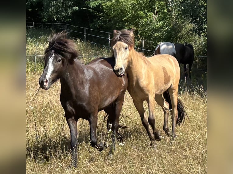 Pony Islandese Giumenta 3 Anni 140 cm Morello in Blieskastel
