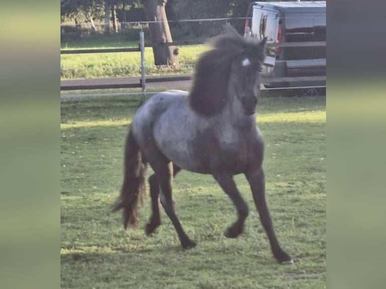 Pony Islandese Giumenta 3 Anni 140 cm Roano blu in Zossen