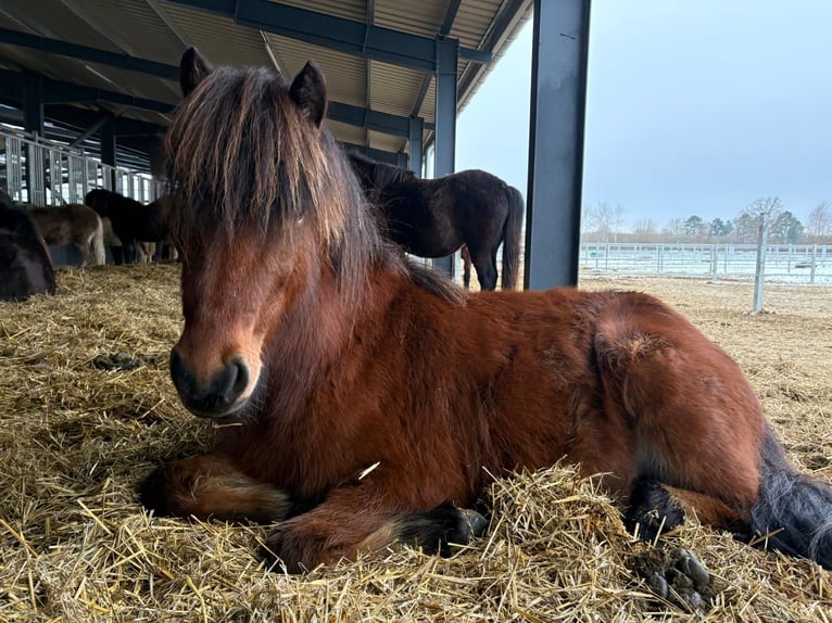 Pony Islandese Giumenta 3 Anni 144 cm Baio in Lehmrade