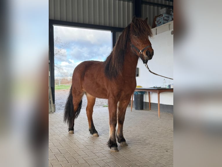Pony Islandese Giumenta 3 Anni 144 cm Baio in Lehmrade