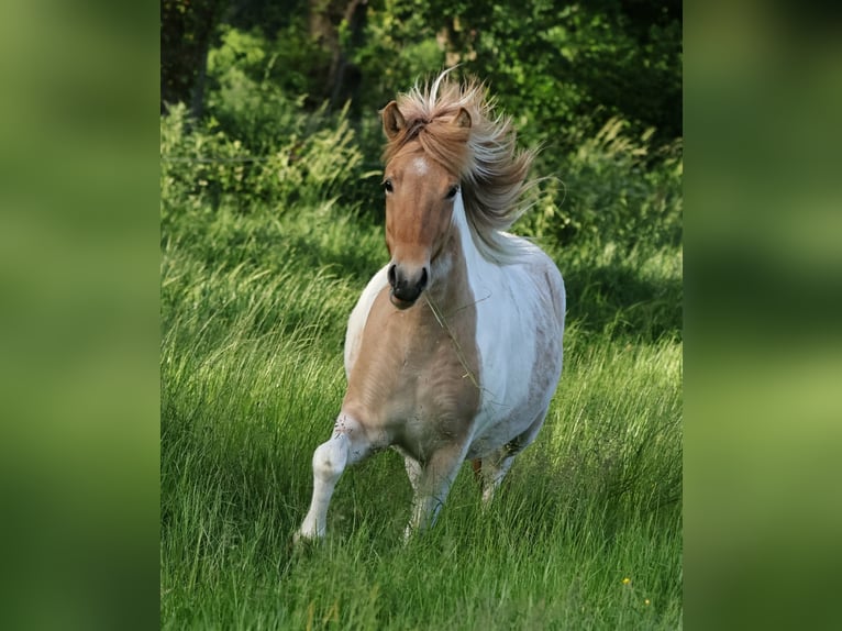 Pony Islandese Giumenta 3 Anni 144 cm Pezzato in Winterswijk Kotten