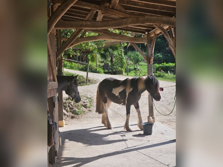 Pony Islandese Giumenta 3 Anni 145 cm in Saint-F&#xE9;lix de Reillac