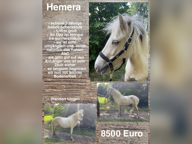 Pony Islandese Giumenta 3 Anni 146 cm in Lingen