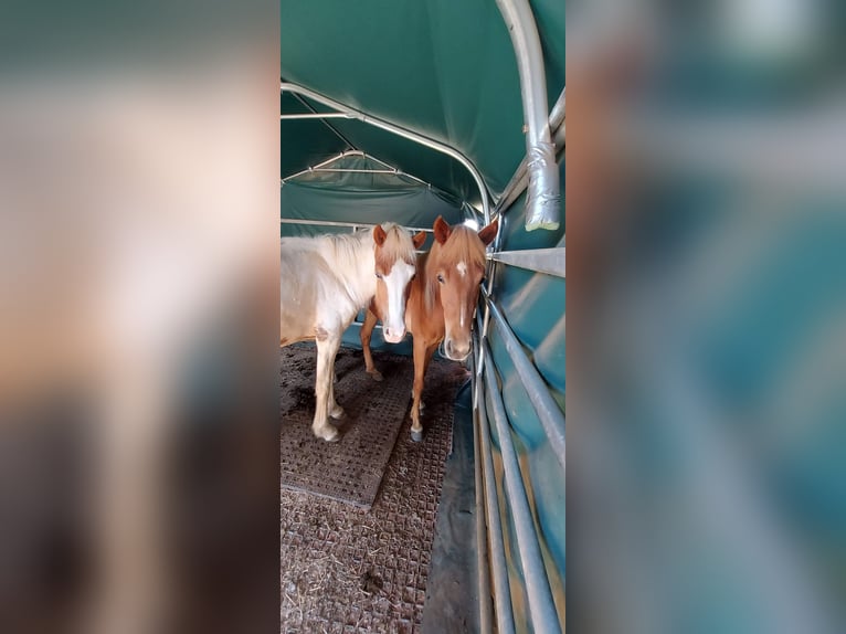 Pony Islandese Giumenta 3 Anni 150 cm Sauro in Zerf