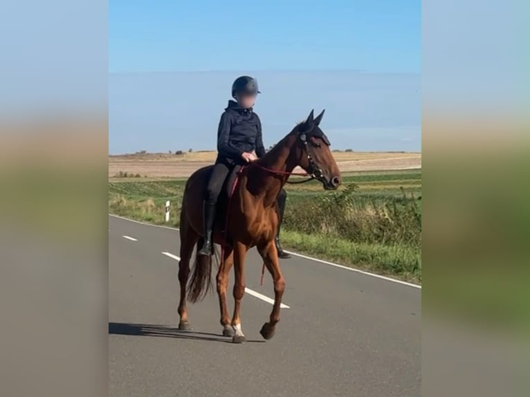 Pony Islandese Giumenta 3 Anni 163 cm Sauro in Osterwick