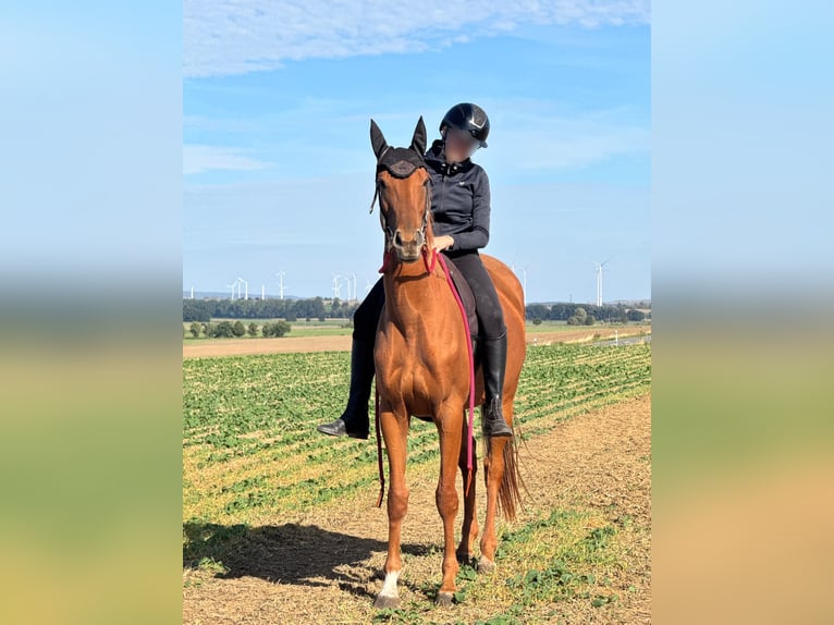 Pony Islandese Giumenta 3 Anni 163 cm Sauro in Osterwick