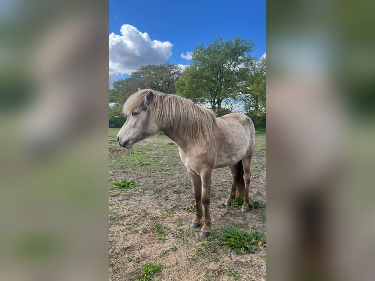 Pony Islandese Giumenta 3 Anni in Blunk