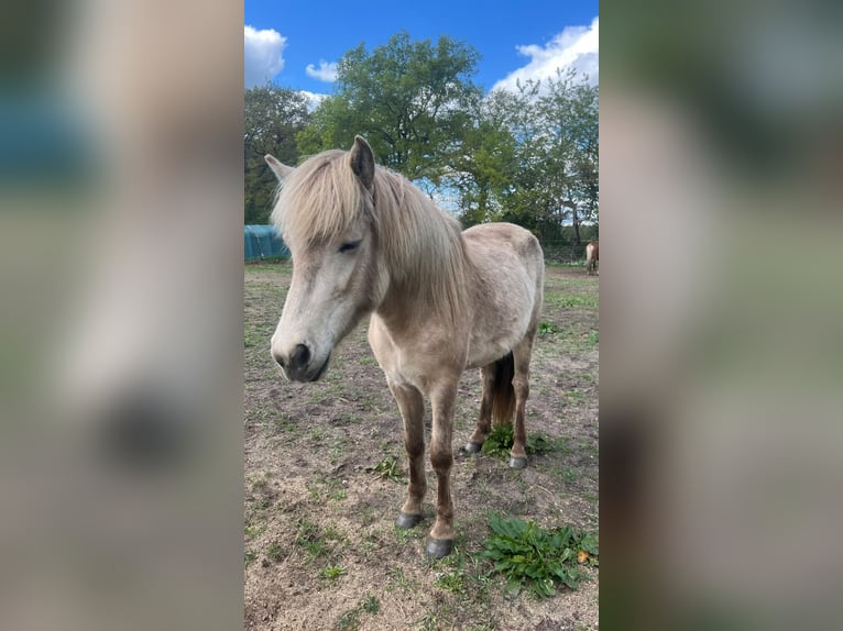 Pony Islandese Giumenta 3 Anni in Blunk