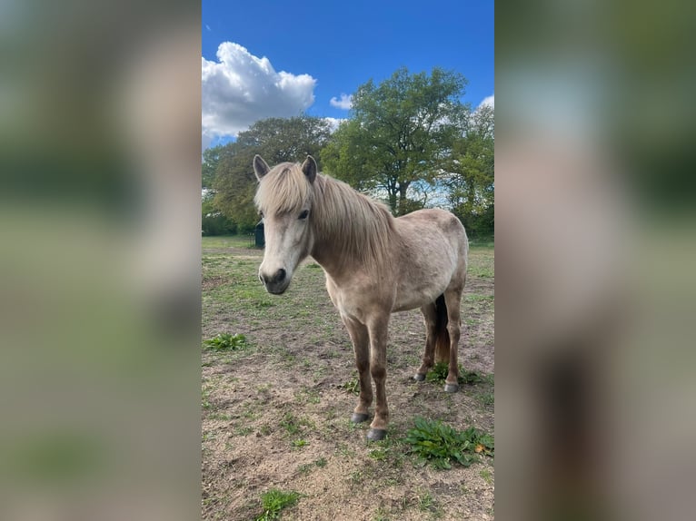 Pony Islandese Giumenta 3 Anni in Blunk