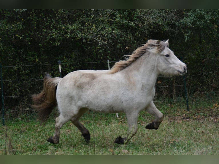 Pony Islandese Giumenta 3 Anni in Blunk