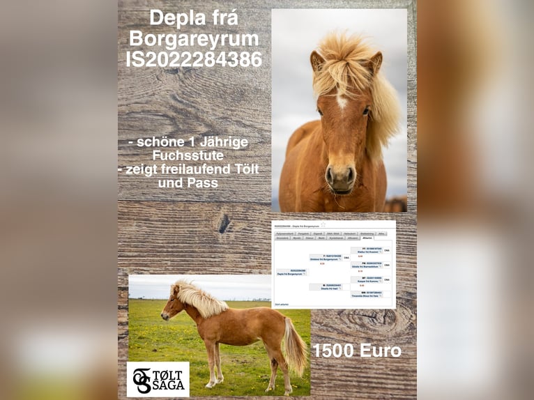 Pony Islandese Giumenta 3 Anni in Reykjavik