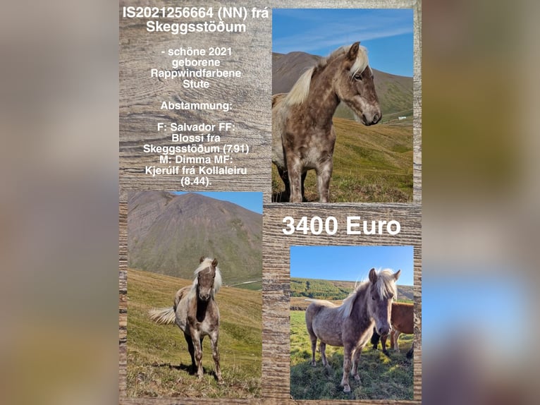 Pony Islandese Giumenta 3 Anni in Reykjavik