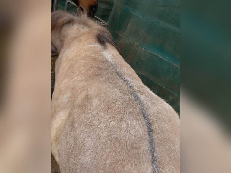 Pony Islandese Giumenta 3 Anni Grullo in Saalburg-Ebersdorf