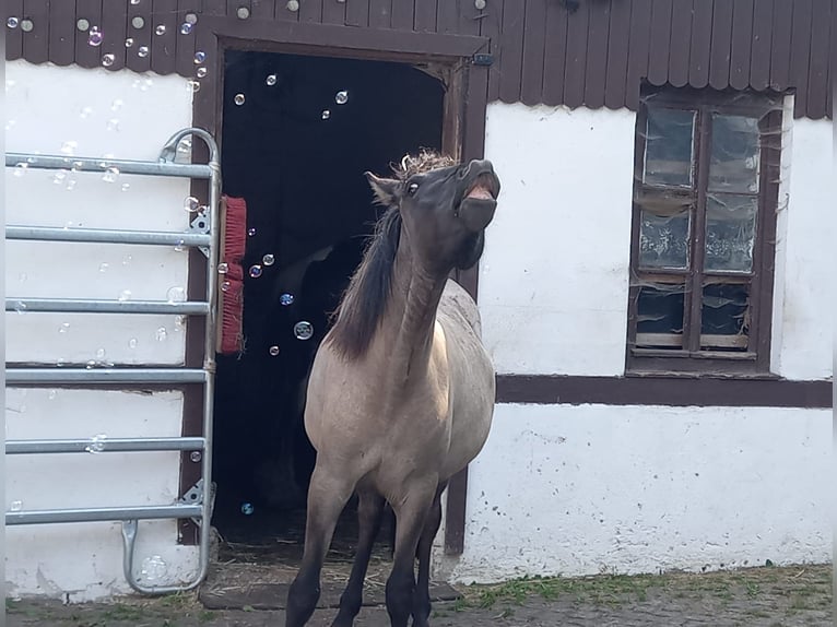 Pony Islandese Giumenta 3 Anni Grullo in Saalburg-Ebersdorf