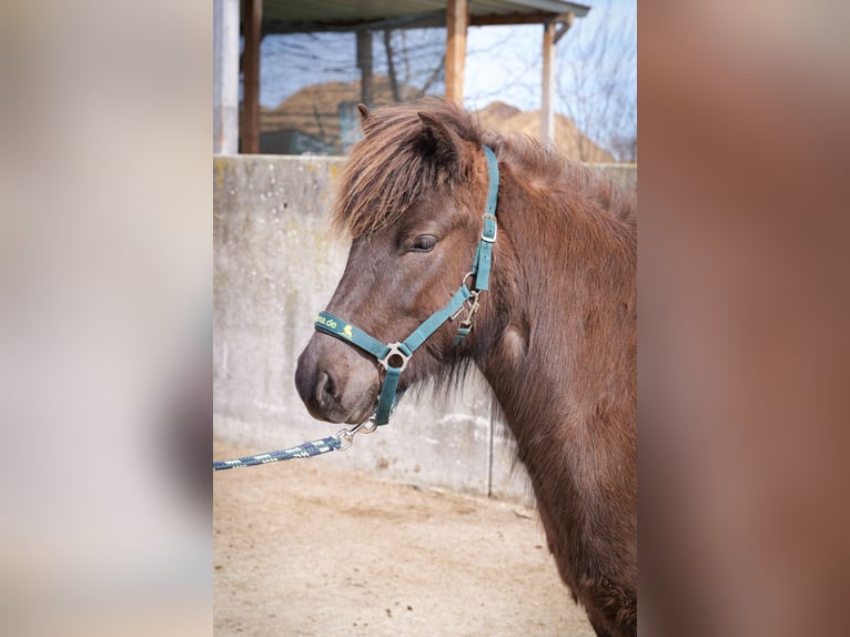 Pony Islandese Giumenta 3 Anni Morello in Aichtal