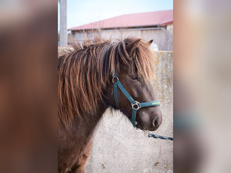 Pony Islandese Giumenta 3 Anni Morello in Aichtal