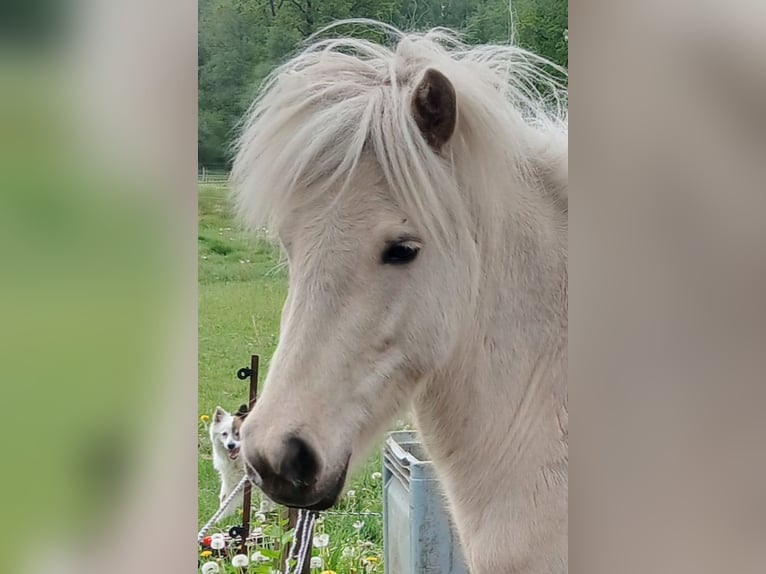 Pony Islandese Giumenta 3 Anni Palomino in Wiemersdorf