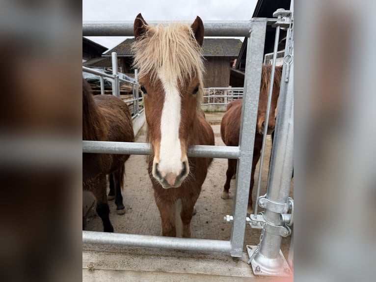 Pony Islandese Giumenta 3 Anni Sauro in Riedering