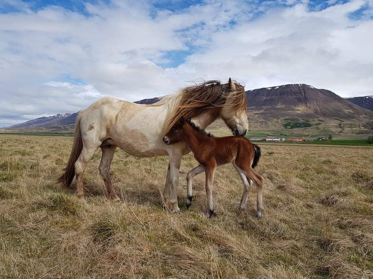 Pony Islandese Giumenta 4 Anni 130 cm Baio in Davos Dorf