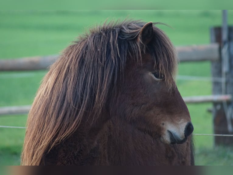 Pony Islandese Giumenta 4 Anni 130 cm Baio in Davos Dorf