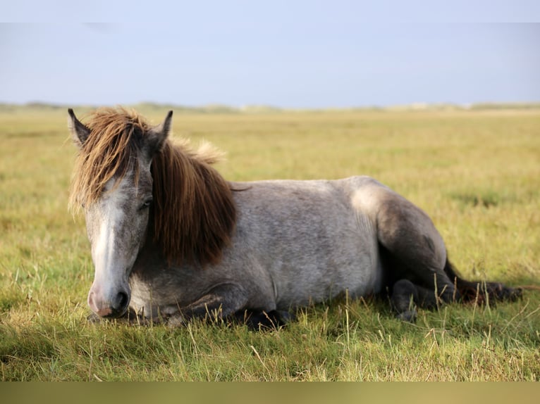 Pony Islandese Giumenta 4 Anni 132 cm Grigio ferro in Henne Strand